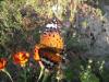 Butterflies love flowers