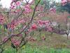 Peach blossoming